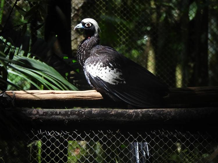 Jacutinga percorre 30 km pela Mata Atlântica e surpreende pesquisadores ao voltar para 'casa'