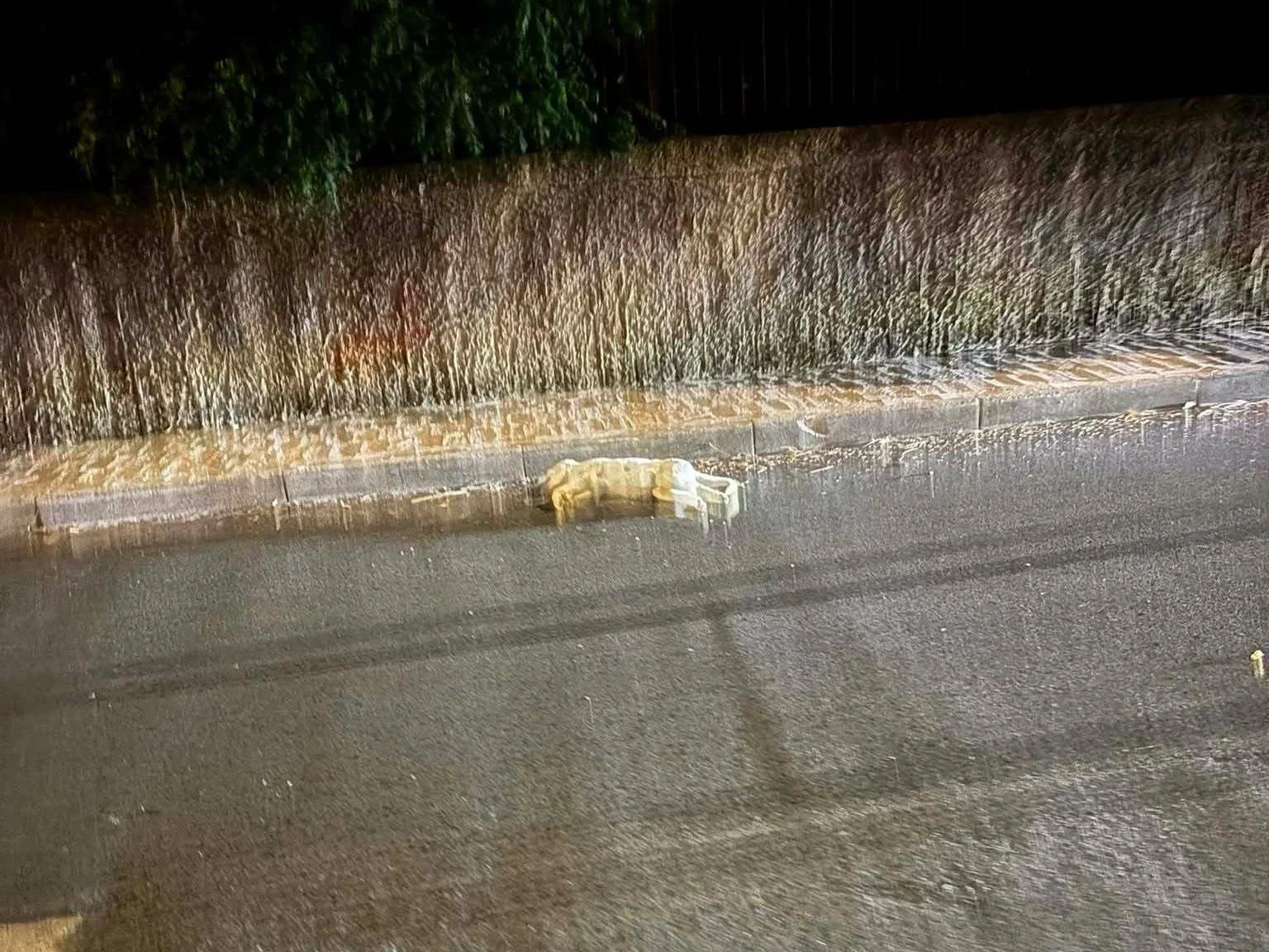 Cani lasciati incustoditi a Castellabate: scattano le sanzioni e si indaga per maltrattamento