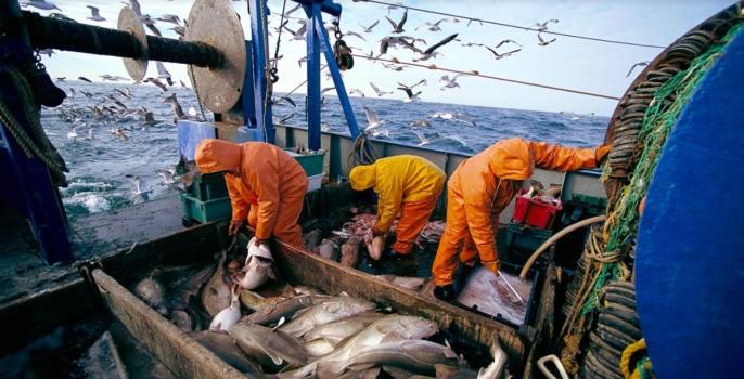 تراجع مفرغات الصيد البحري بـ 4 في المائة