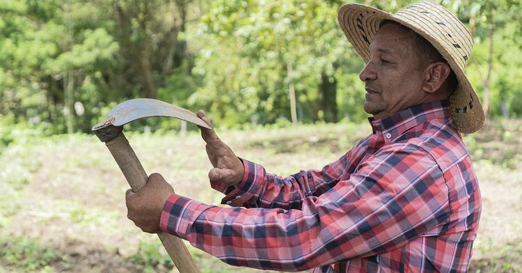 Cooperativas articulam derrubada de veto a projeto que mantém benefícios sociais para trabalhadores temporários da safra