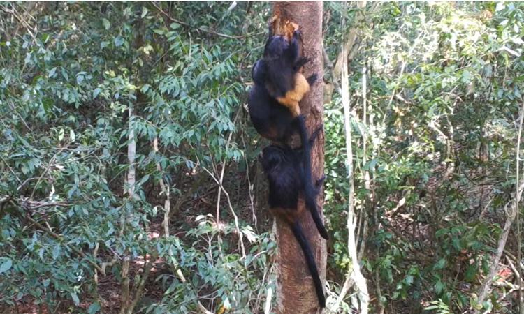 Câmeras registram 'vida secreta' de micos-leões-pretos no alto da Mata Atlântica