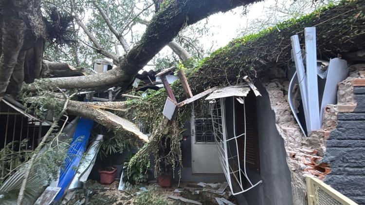 VÍDEO: Árvore de grande porte cai sobre telhado e casa fica parcialmente destruída em Porto Alegre