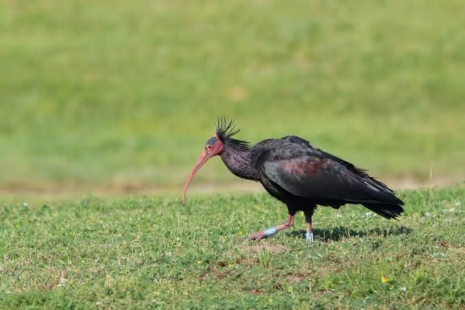 ‘Regione Toscana sospenda la caccia all’Ibis sacro’: l’appello del WWF