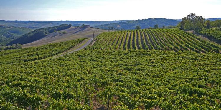 Agricoltura a basso impatto ambientale in Sicilia, finanziate tutte le 2293 domande