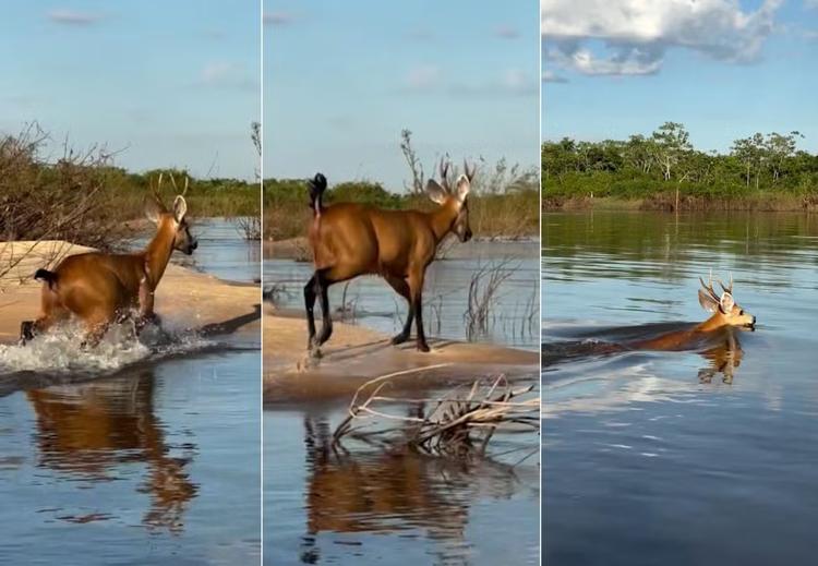 Você já viu um cervo nadar? Animal é flagrado atravessando o Rio Araguaia no Tocantins; veja vídeo