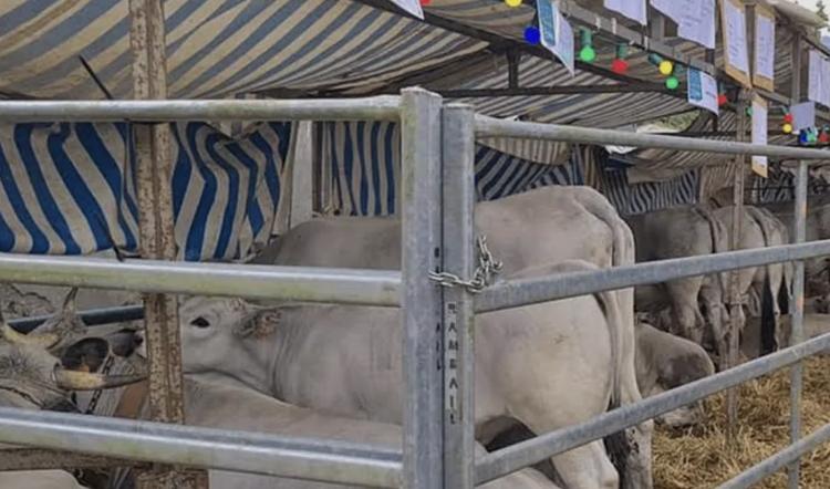 La foire de printemps revient à Mazères dans l’Ariège