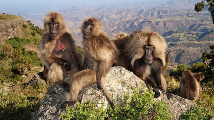 Le Royaume des nuages (France 5) - La cohabitation difficiles entre les humains et les singes géladas