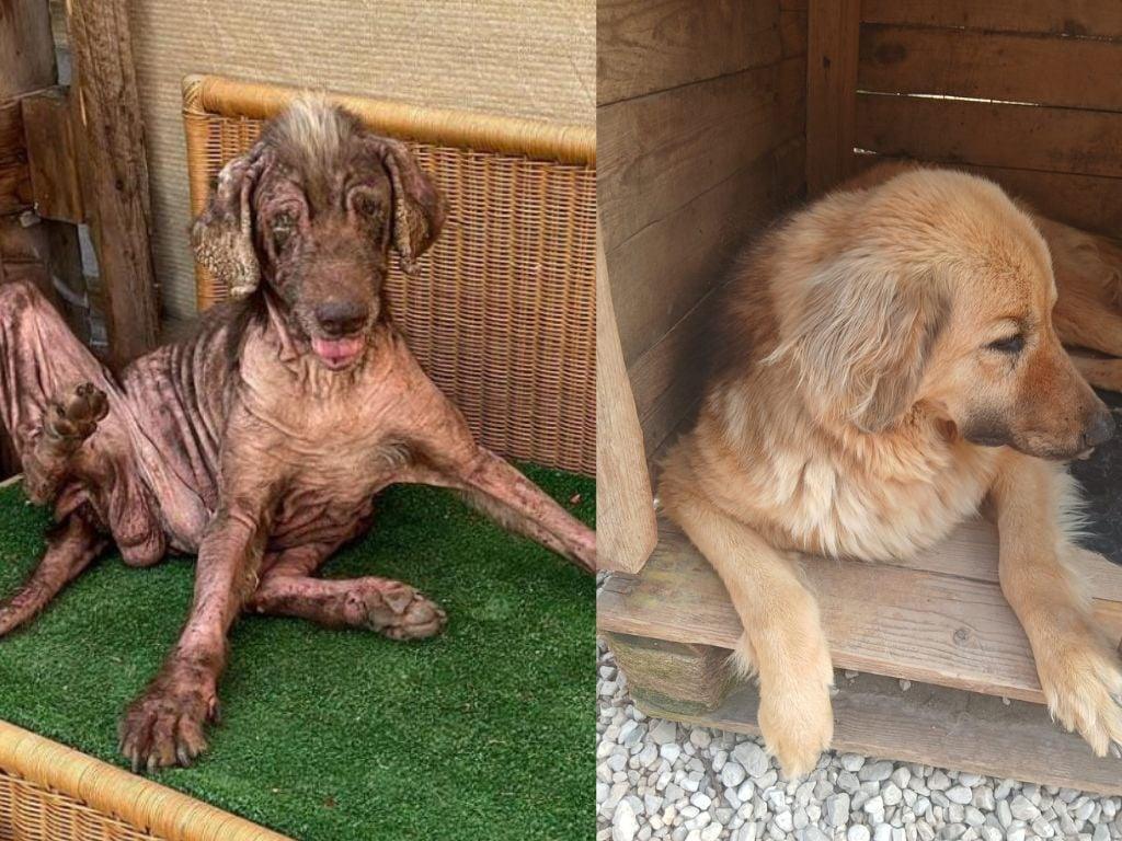 Castellabate, la rinascita di Miracle: il cane salvato dopo quattro anni di stenti. Ora cerca adozione