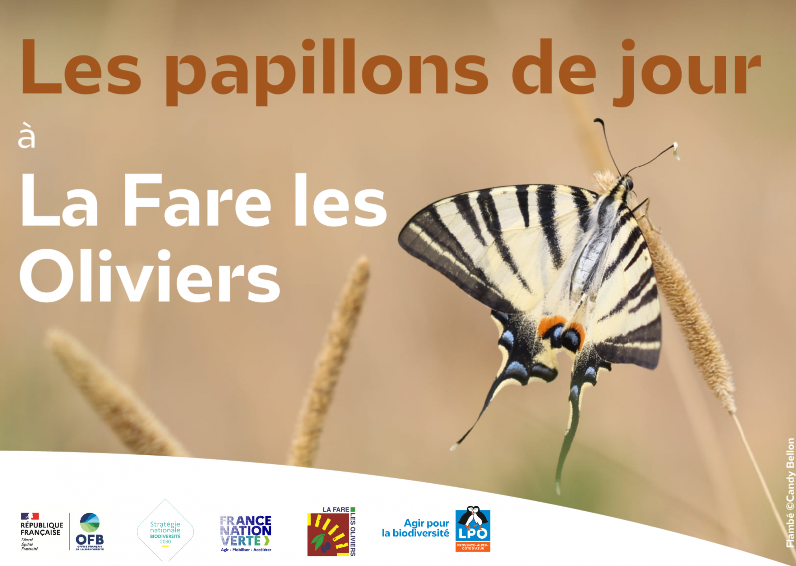 Devine qui papillonne au jardin ? Participez à un atelier animé par la LPO