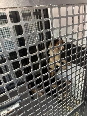 مسودة تلقائية