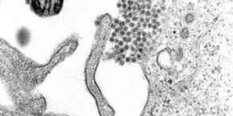 Due casi di virus Dengue a Udine e Livorno, al via la disinfestazione