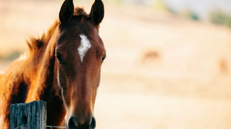 Gard : cinq chevaux infectés par le virus West Nile, vigilance renforcée