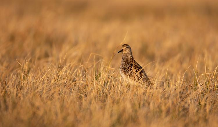 Warum arktische Watvögel ihre Brutgebiete wechseln