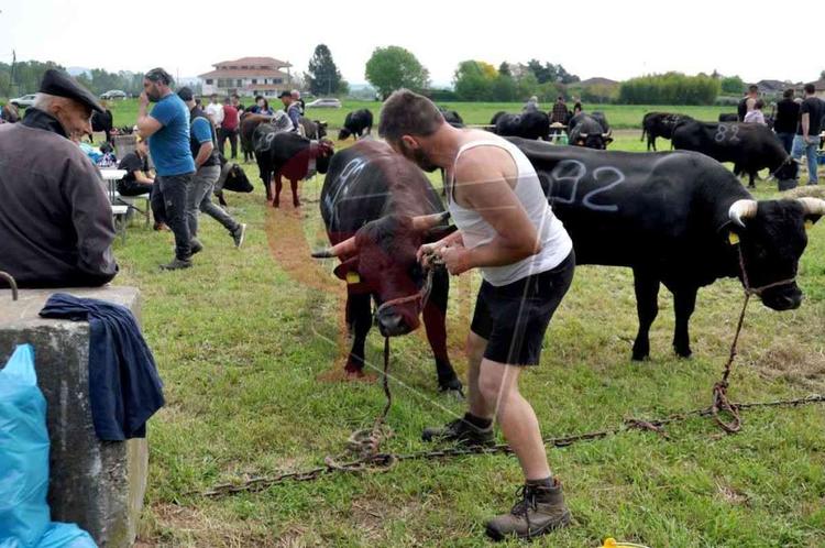 ozegna fiera di primavera e mostra zootecnica