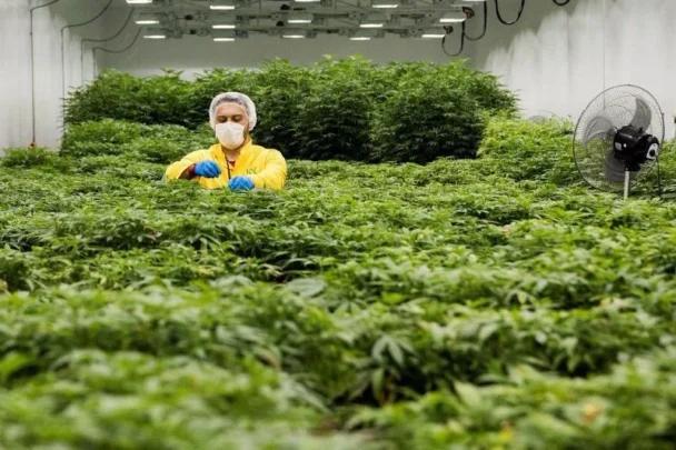 ارتفاع انتاج القنب الهندي في الحسيمة بنسبة 47%