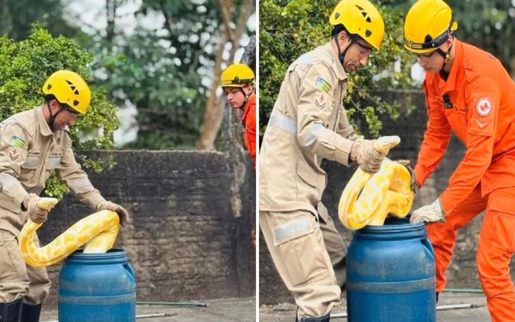 Cobra píton de quatro metros é capturada às margens do Rio Araguaia, em Aruanã; vídeo