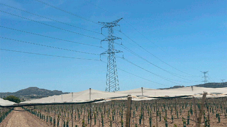 #Monforte rechaza la línea de evacuación de las macroplantas solares por su impacto agrícola y paisajístico