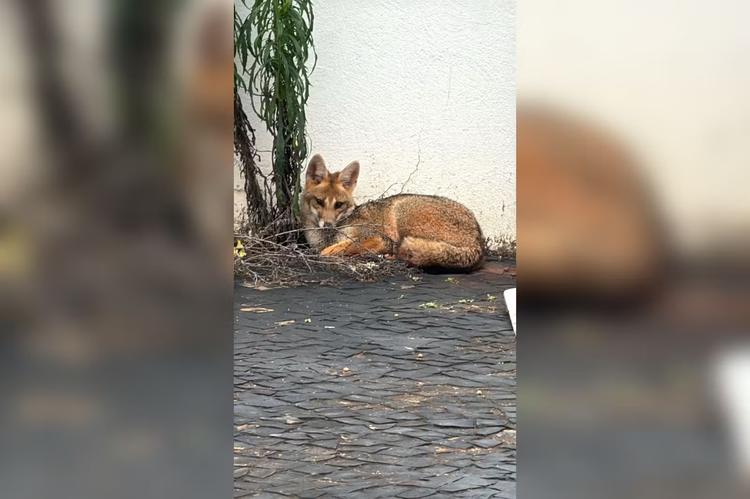 VÍDEO: graxaim-do-campo é resgatado após ser encontrado no centro de Itapeva