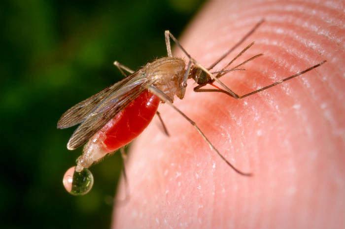 West Nile in Emilia-Romagna: circolazione precoce e quando andare in Pronto Soccorso