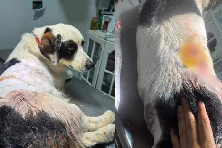 Homem pula muro de casa e atira duas vezes contra cachorro em MS