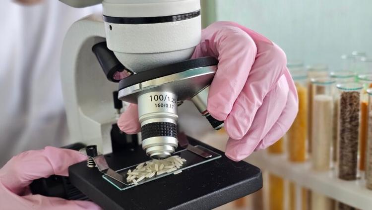 New Gene Insertion Method Could Support Crop Traits