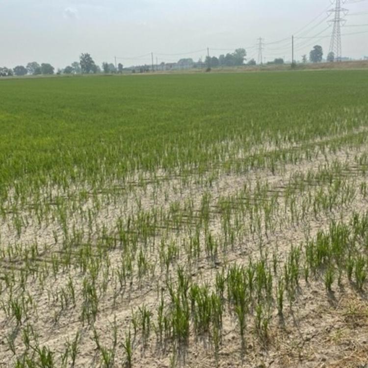 La truffa del falso riso "bio", scoperta a Pavia una maxi frode da 10 milioni