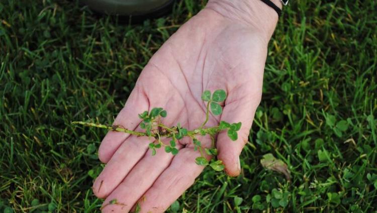 Beyond Products: Crafting Holistic Sustainability in Sports Turf Management with Microclover®