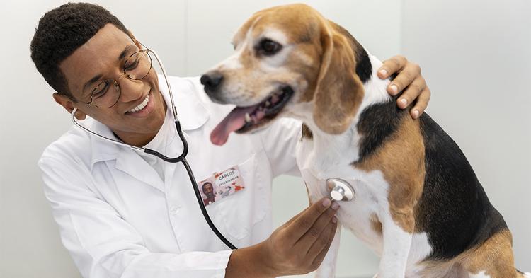 Setor veterinário cria cooperativa para compras coletivas de medicamentos e rações