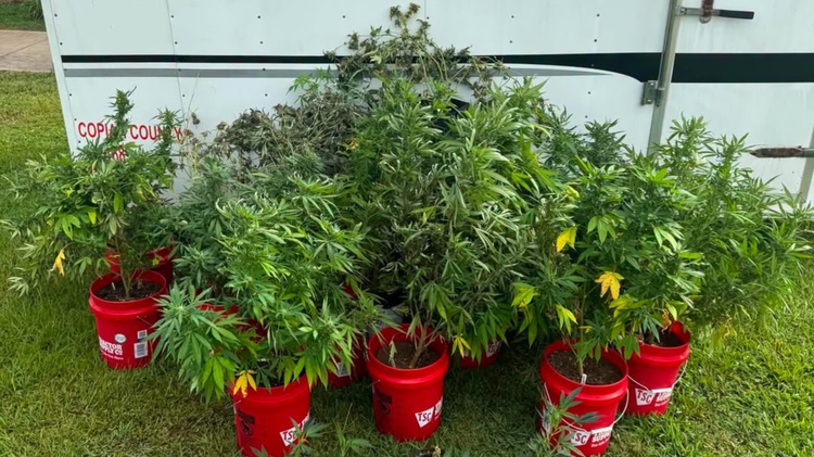 Man sentenced to 10 years in prison for illegal pot farm in Crystal Springs