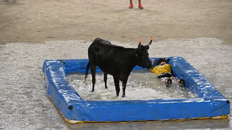 Lunel : les taureaux-piscines à ne pas manquer cet été