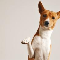 Capital paulista proíbe acorrentamento de cães e gatos; entenda a nova regra