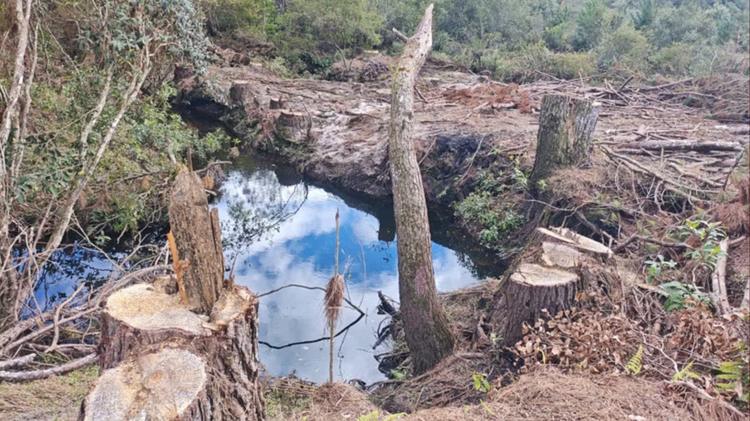 Patrulhamento de rotina termina com multa de R$ 260 mil para fazendeiro por desmatamento em área de preservação no Paraná