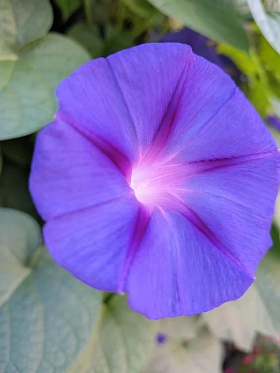 A purple flower taken with macro lens