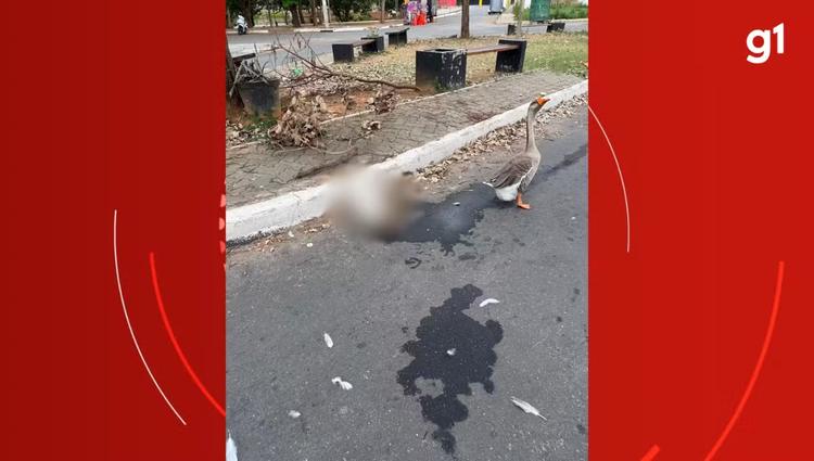 Motorista joga carro contra gansos e mata uma das aves em Governador Valadares