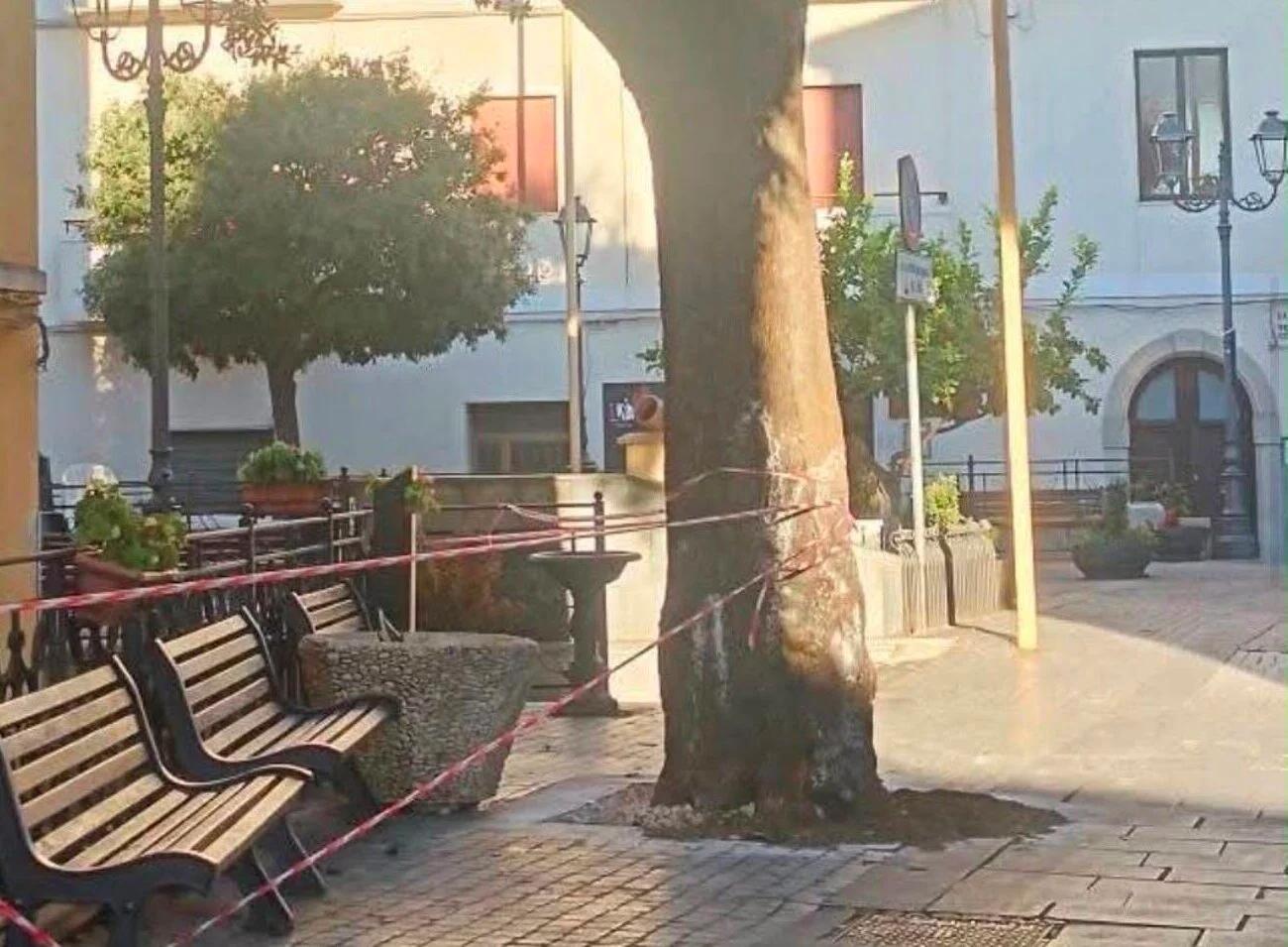 Aquara, perizia sul leccio di Piazza Vittorio Veneto: è a rischio cedimento, il simbolo della centro cittadino sarà abbattuto