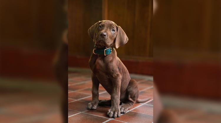Así luce el nuevo Scooby-Doo: Netflix presenta a la estrella canina de su próxima serie