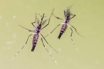 Zanzare e virus, cresce l'attenzione in Italia: 700 casi di West Nile e 312 di Dengue
