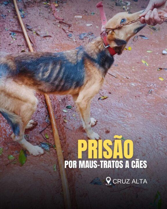 Brigada Militar prende mulher por maus-tratos a cães em Cruz Alta