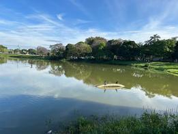Após transbordamento, lago do Parque Ibirapuera passa por trabalho de limpeza