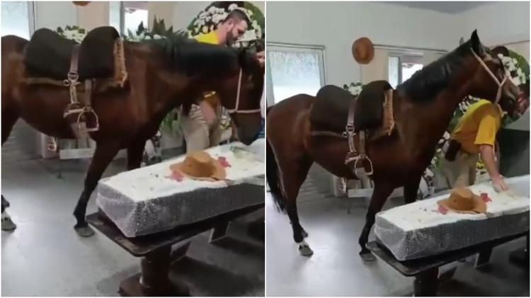 Égua em luto? Veterinários explicam reação de animal que relinchou em velório de tutor em SC