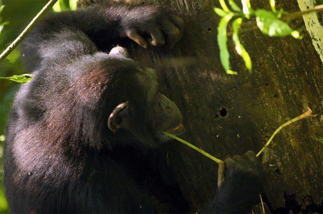 Schimpansen sind dafür bekannt, verschiedene Werkzeuge zu benutzen. Scharfe Steinwerkzeuge gehören jedoch nicht dazu. Copyright/Quelle: Kevin Langergraber / Universität Tübingen