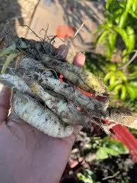Whole dried canna edulis rhizome is about 70-80% total starch.