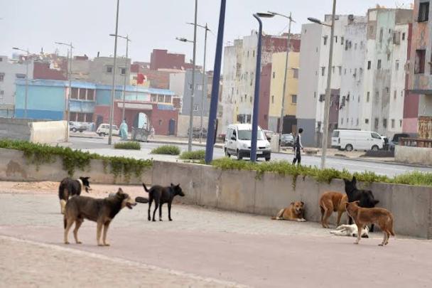 جمعية مغربية تراسل “الفيفا” للمطالبة بتحقيق مستقل بشأن مصير الكلاب الضالة قبل مونديال 2030
