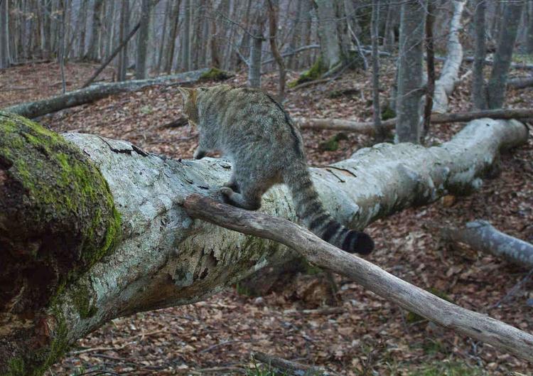 torino gatto dei boschi rossi rebora