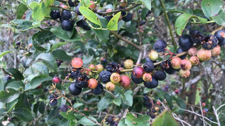 Watermelons, blueberries devastated by summer rain