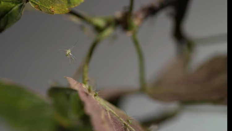Upside Down and Bolt Upright: Aphid Aerial Acrobatics Revealed
