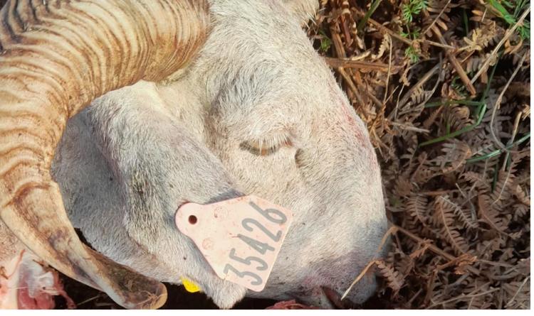 Ours : quatre brebis tuées en six jours en Ariège, «&nbsp;la dernière à 100m du village&nbsp;», alertent les éleveurs