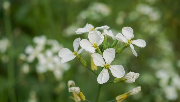 AI Model Maps Hidden Grammar of Plant Genomes