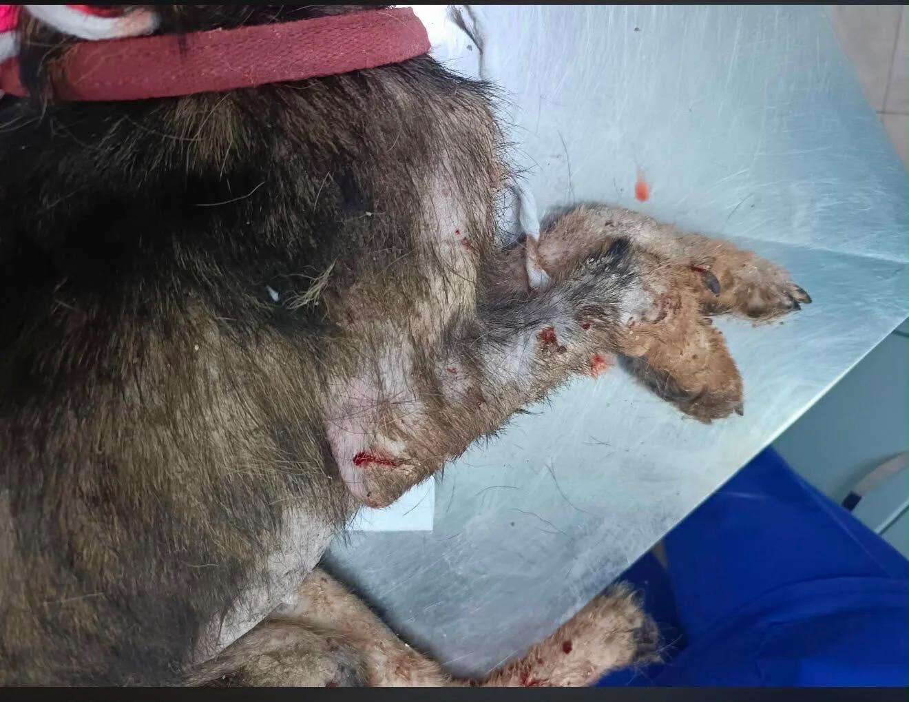Un cucciolo in fin di vita salvato a Casal Velino: la catena di solidarietà per Arturo