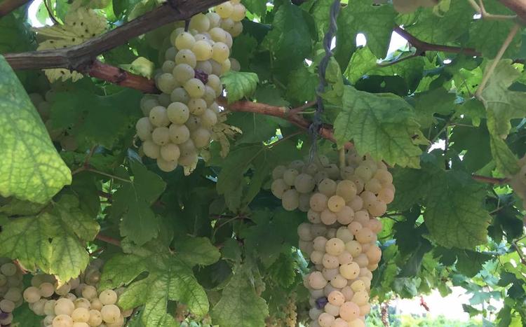 Canavese vendemmia 2026
